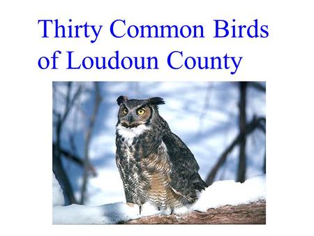 Thirty Common Birds of Loudoun County. Downy Woodpecker Smallest Va. wodpecker. Shorter beak then similar Hairy woodpecker.
