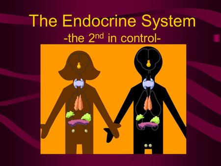 The Endocrine System -the 2 nd in control-. The Endocrine System Composed of several ductless glands –Pituitary (anterior & posterior) –Thyroid –Adrenal/