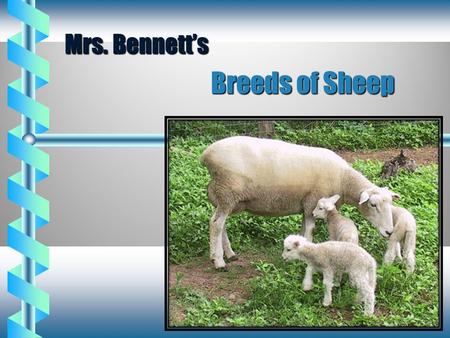 Mrs. Bennett’s Breeds of Sheep.