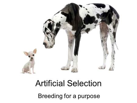 Artificial Selection Breeding for a purpose All our modern breeds of dog are descended from the wolf.