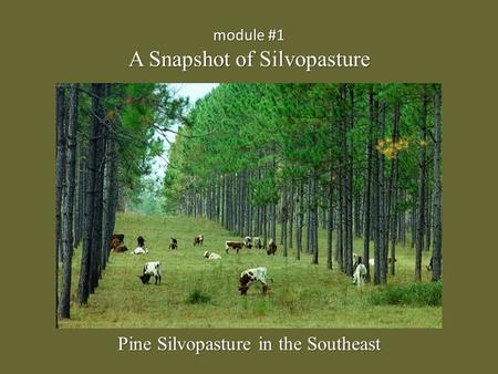 Module #1 A Snapshot of Silvopasture Pine Silvopasture in the Southeast.