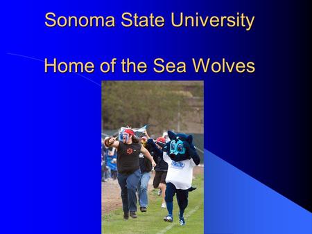 Sonoma State University Home of the Sea Wolves. Available Degrees Bachelor's Degrees include: Anthropology Art Biology Business Administration Chemistry.