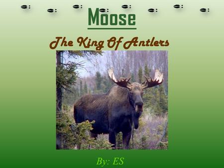 Moose The King Of Antlers By: ES. females are called cows males are called bulls The scientific name is Alces Alces They live up to 25 years old They.