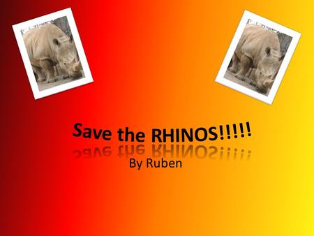 By Ruben. What are Rhinos? The are only two main types of Rhino’s all over the world and they are called a black Rhino, plus a white Rhino. The rhinoceros.