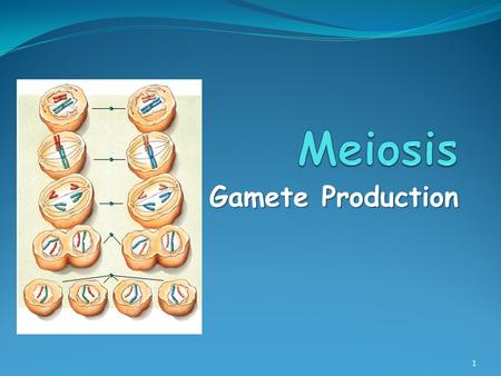 Gamete Production 1. Meiosis Similar in many ways to mitosis Similar in many ways to mitosis Several differences however Several differences however Involves.