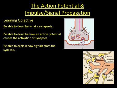 The Action Potential & Impulse/Signal Propagation Learning Objective Be able to describe what a synapse is. Be able to describe how an action potential.