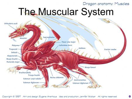 The Muscular System. Muscle tissue found everywhere in the body.