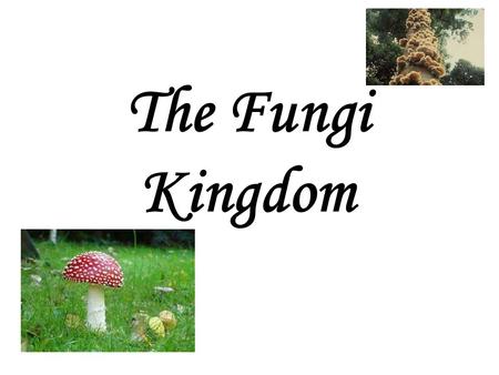 The Fungi Kingdom. Mycology -the study of fungi fungi - singular fungus - plural.