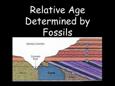 Relative Age Determined by Fossils