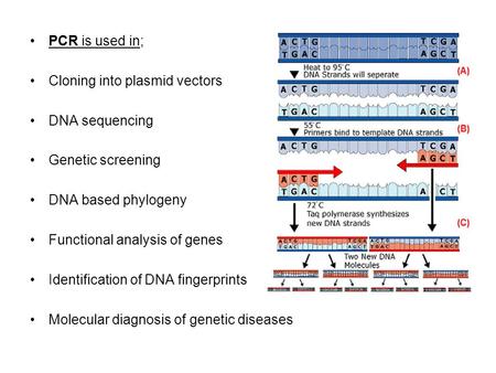 PCR is used in; Cloning into plasmid vectors DNA sequencing Genetic screening DNA based phylogeny Functional analysis of genes Identification of DNA fingerprints.