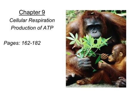 Chapter 9 Cellular Respiration Production of ATP Pages: 162-182.
