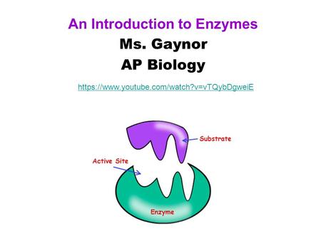 An Introduction to Enzymes Ms. Gaynor AP Biology