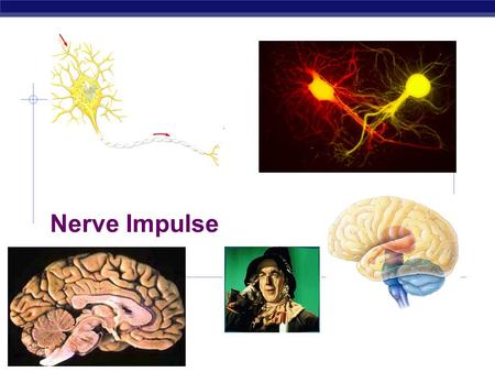 Nerve Impulse Every time you move a muscle & every time you think a thought, your nerve cells are hard at work. They are processing information: receiving.