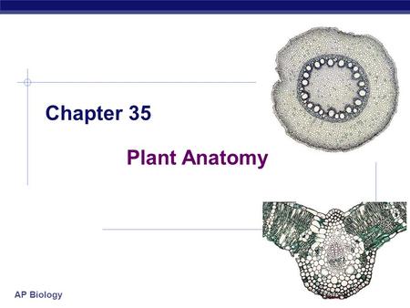 AP Biology Chapter 35 Plant Anatomy AP Biology Basic anatomy  root  shoot (stem)  leaves.