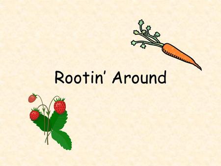 Rootin’ Around. Why do plants need roots? The roots are the way for water and minerals to get into the plant. **This is how the plant eats and drinks.