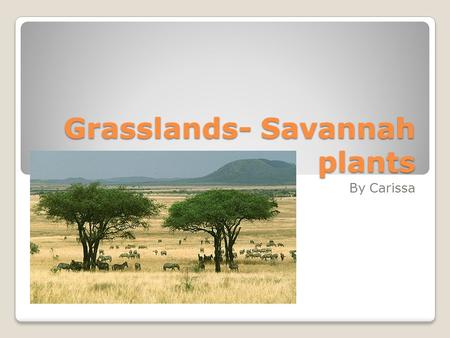 Grasslands- Savannah plants By Carissa. Soil Roots, that can extend some 6 into the ground, and the soil together. The roots prevent the grasslands fine.