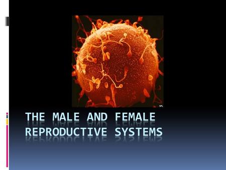  Your life began as a single cell.  That single cell was produced by the joining of two other cells  Egg: female sex cell with 23 chromosomes  Sperm: