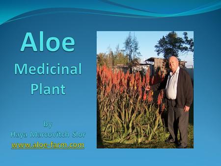 Aloe-Vera and Aloe-Arborescens are two of hundreds species of aloes. They are succulent plants spread in Asia, Africa and other tropical areas of the.