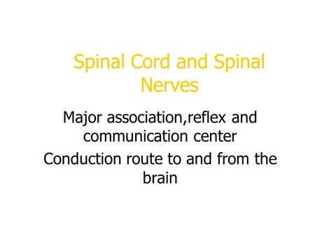 Spinal Cord and Spinal Nerves Major association,reflex and communication center Conduction route to and from the brain.