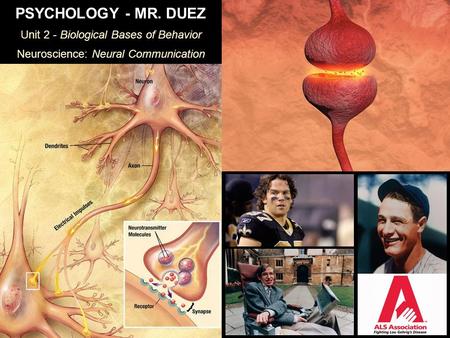 PSYCHOLOGY - MR. DUEZ Unit 2 - Biological Bases of Behavior Neuroscience: Neural Communication.