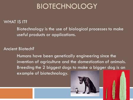 BIOTECHNOLOGY WHAT IS IT? Biotechnology is the use of biological processes to make useful products or applications. Ancient Biotech? Humans have been genetically.