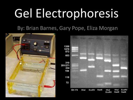 Gel Electrophoresis By: Brian Barnes, Gary Pope, Eliza Morgan.