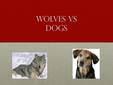 Wolves Vs Dogs. loyalty Wolves are loyal to their pack. Dogs are loyal to their family.