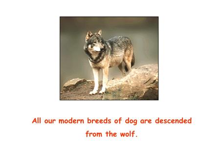 All our modern breeds of dog are descended from the wolf.