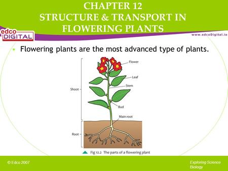 © Edco 2007 Exploring Science Biology Flowering plants are the most advanced type of plants. CHAPTER 12 STRUCTURE & TRANSPORT IN FLOWERING PLANTS.