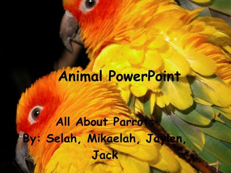 Animal PowerPoint All About Parrots By: Selah, Mikaelah, Jaylen, Jack.