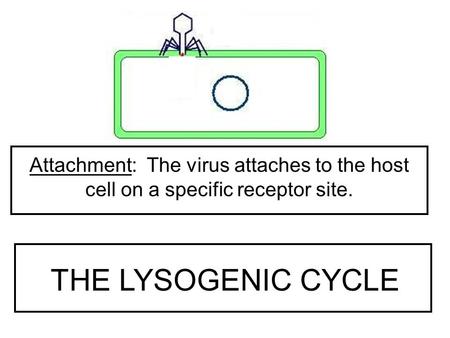 Attachment: The virus attaches to the host cell on a specific receptor site. THE LYSOGENIC CYCLE.