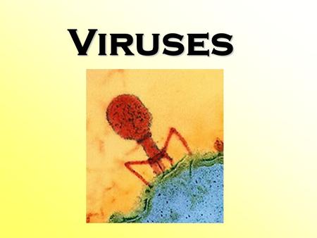 Viruses. Characteristics of Viruses  Non cellular structures – do not have membranes or any cell organelles.  Consist of an outer protein coat (capsid)