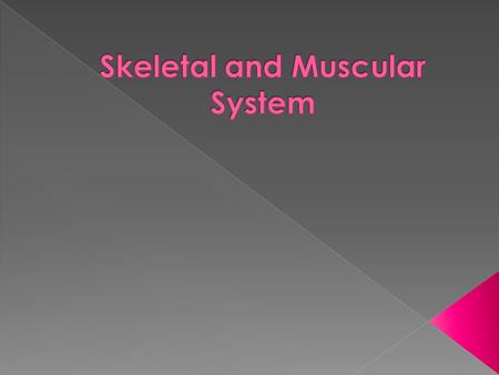  Axial Skeleton – supports the central axis of the body › Skull Skull › Clavicle Clavicle › Ribs and Sternum Ribs and Sternum › Vertebrae Vertebrae 