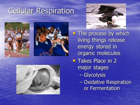 Cellular Respiration The process by which living things release energy stored in organic molecules The process by which living things release energy stored.
