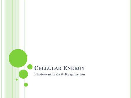 C ELLULAR E NERGY Photosynthesis & Respiration. P HOTOSYNTHESIS It is the process that converts sunlight energy into chemical energy (in the form of glucose.