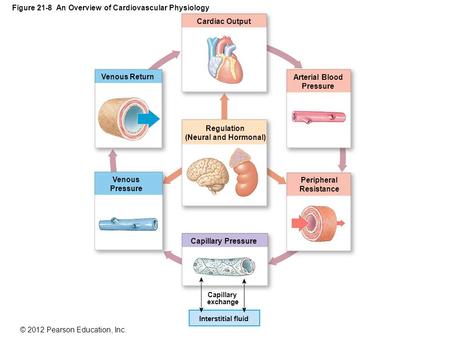 Figure 21-8 An Overview of Cardiovascular Physiology