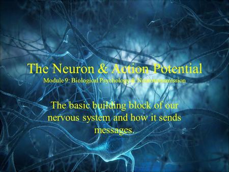 The Neuron & Action Potential Module 9: Biological Psychology & Neurotransmission The basic building block of our nervous system and how it sends messages.