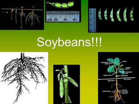 Soybeans!!!. Soil Fertility -pH of 6.2 to 7.0 -pH controls: lime (acid), anhydrous ammonia (base) -Potassium - 1.4 lbs. per acre -Phosphorous -.8 lbs.