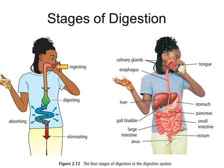 Stages of Digestion. Four Stages of Digestion Ingesting Digesting Absorbing Eliminating.
