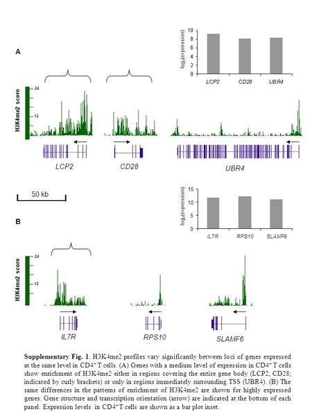 Log 2 (expression) H3K4me2 score A SLAMF6 log 2 (expression) Supplementary Fig. 1. H3K4me2 profiles vary significantly between loci of genes expressed.