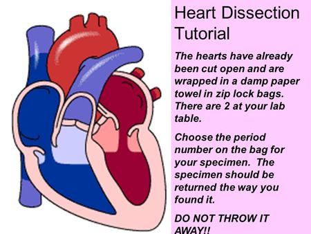 Heart Dissection Tutorial
