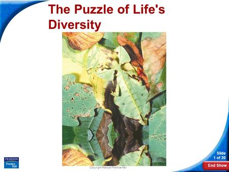 End Show Slide 1 of 20 Copyright Pearson Prentice Hall The Puzzle of Life's Diversity.