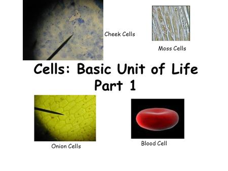 Cells: Basic Unit of Life Part 1 Moss Cells Blood Cell Cheek Cells Onion Cells.