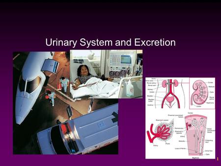 Urinary System and Excretion