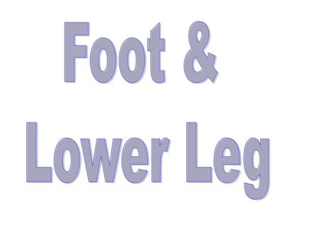 Foot & Lower Leg.