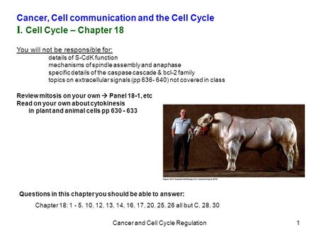 Cancer and Cell Cycle Regulation