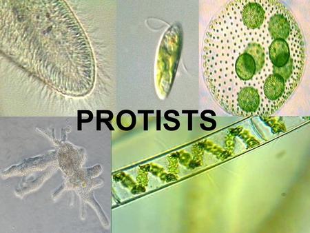 PROTIST’S PROTISTS. What are Protists Any group of EUKARYOTIC organisms belonging to the kingdom Protista. Signal- celled organisms.