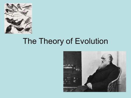 The Theory of Evolution. What is Evolution? Change over time Fossil evidence shows that living things have not always been the same as today.