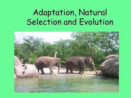 Adaptation, Natural Selection and Evolution. Natural Selection Response: Natural selection has no intentions or senses; it cannot sense what a species.