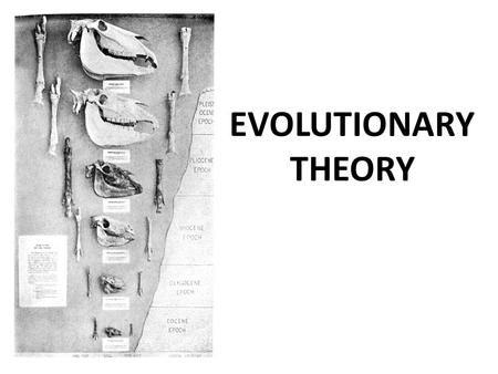 EVOLUTIONARY THEORY. What is biological evolution? Successive genetic changes in a population over many generations. New species result as genetic characteristics.